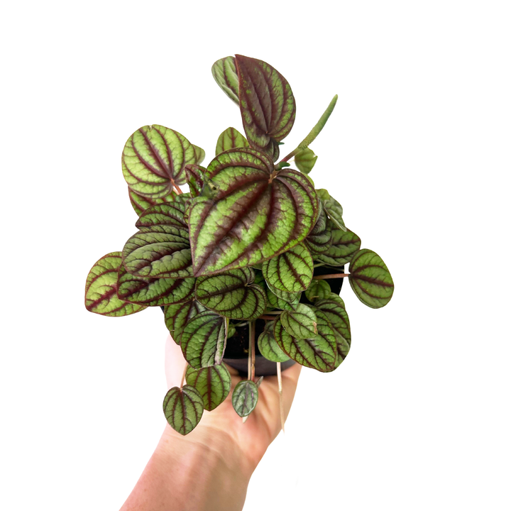 Peperomia Piccolo Banda, Live Plant, Pet Friendly Plants, Tropical Plant