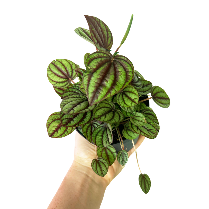 Peperomia Piccolo Banda, Live Plant, Pet Friendly Plants, Tropical Plant