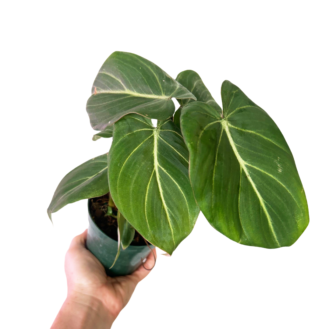 Philodendron Gloriosum