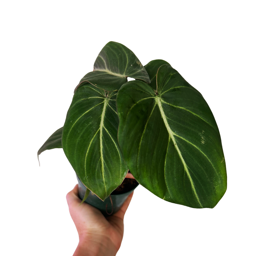 Philodendron Gloriosum