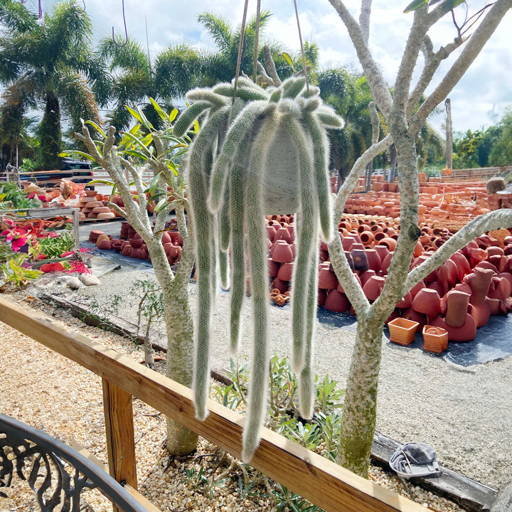 Monkey Tail Cactus