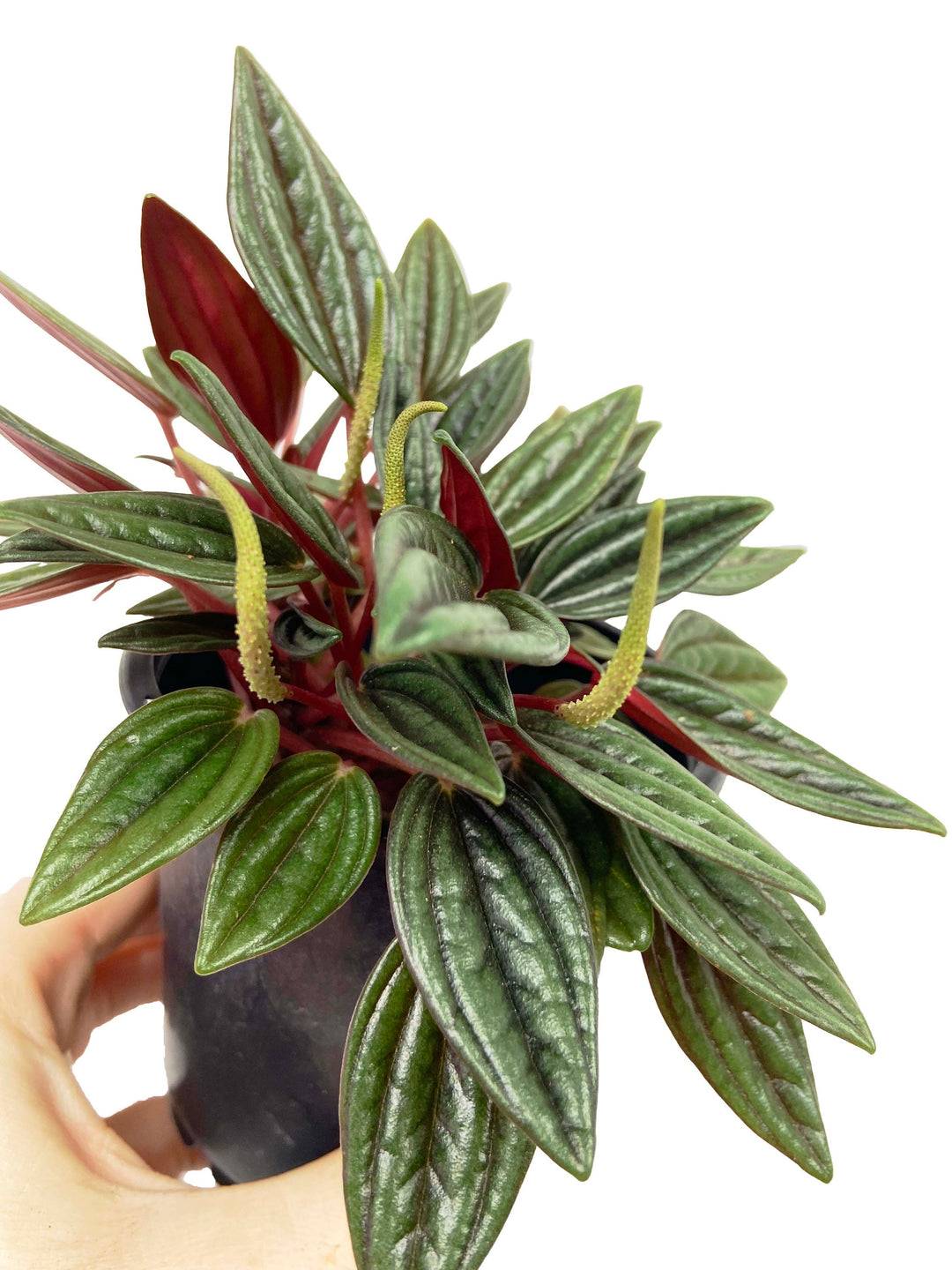 Peperomia Rosso