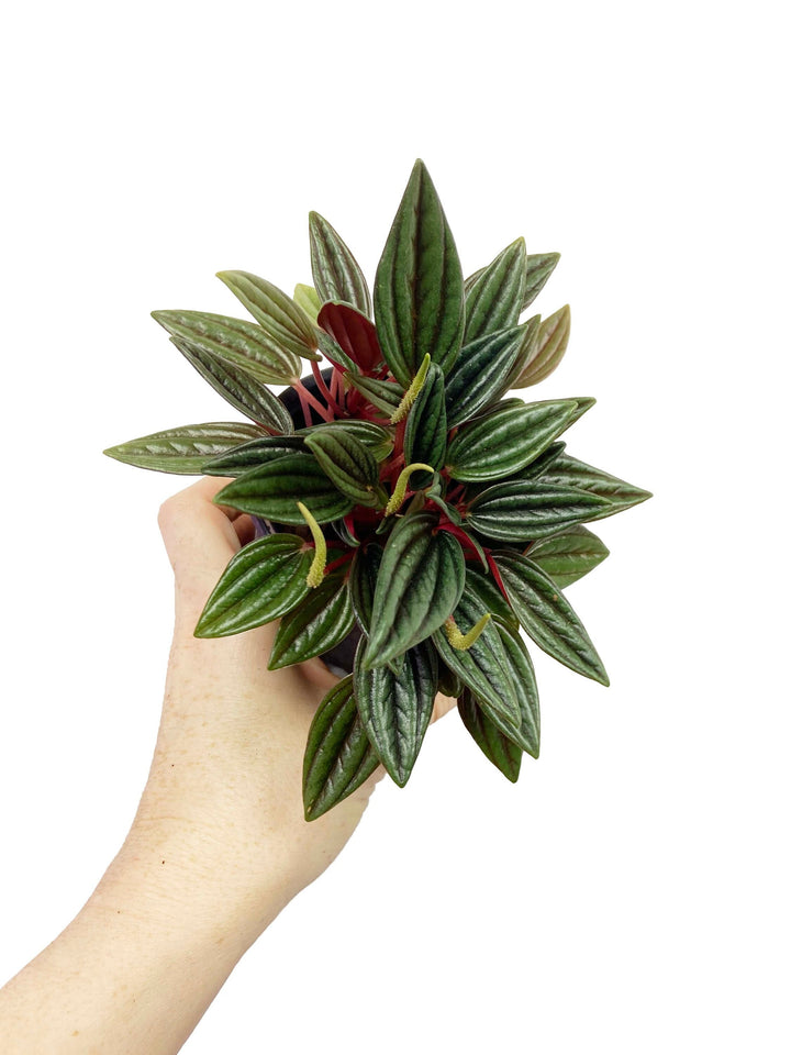 Peperomia Rosso