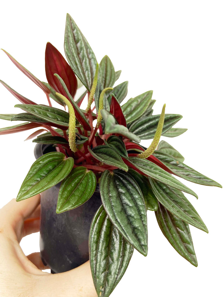 Peperomia Rosso