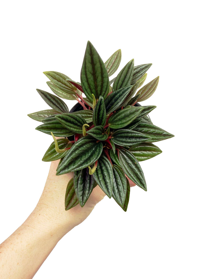 Peperomia Rosso