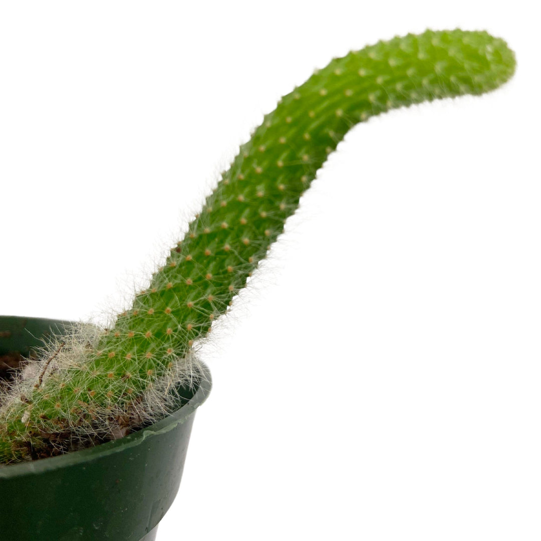 Monkey Tail Cactus