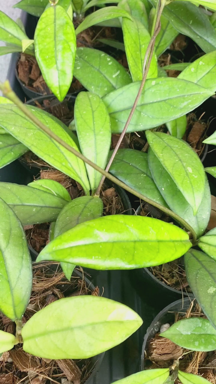 Hoya Crassipetiolata