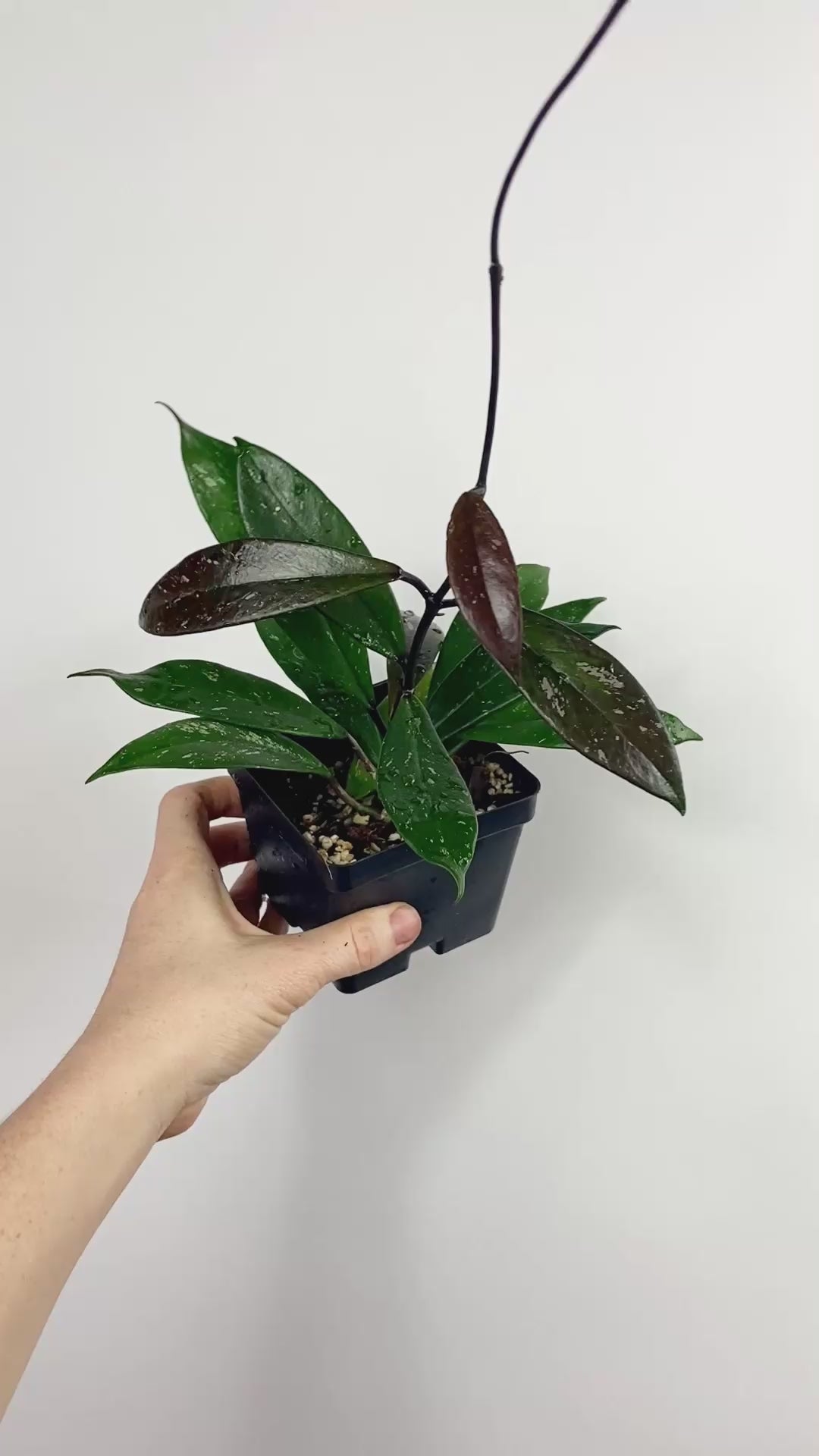 Hoya Royal Hawaiian Purple ホヤ ロイヤルハワイアンパープル