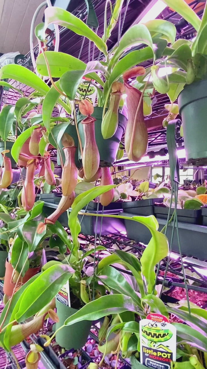 Pitcher Plant "Nepenthes Alata"