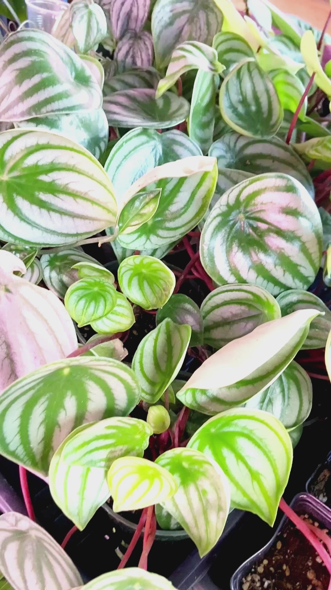 Peperomia Argyreia