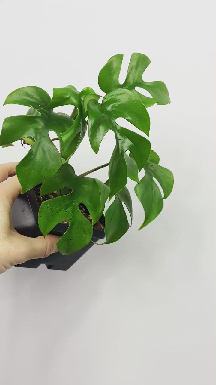 Rhaphidophora Tetrasperma, Mini Monstera, Monstera Ginny, Live Tropical Houseplant, Rare Rooted Plant, Split Leaf Monstera Plant