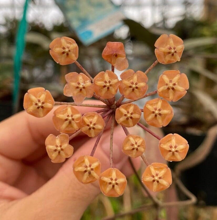 Hoya Sigillatis sp. Borneo