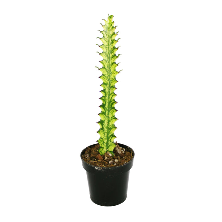 Euphorbia Trigona Variegated