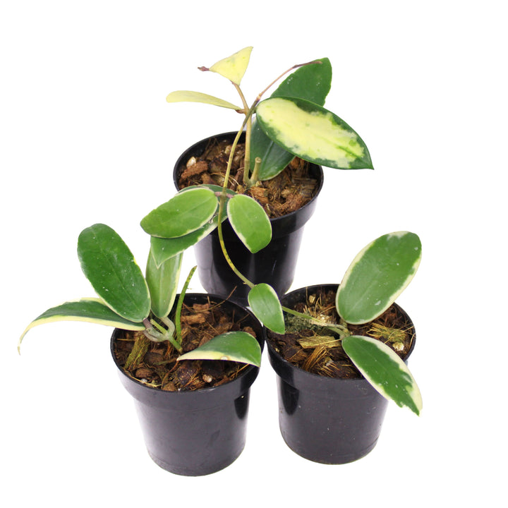 Hoya Acuta Albomarginata