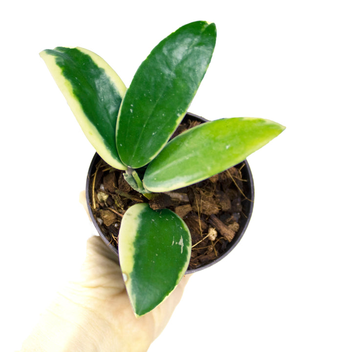 Hoya Acuta Albomarginata