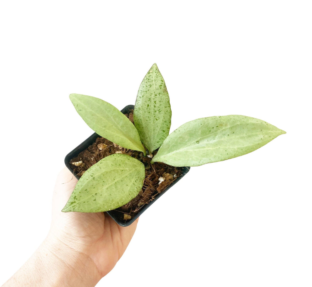 Hoya Nicholsoniae New Guinea Ghost