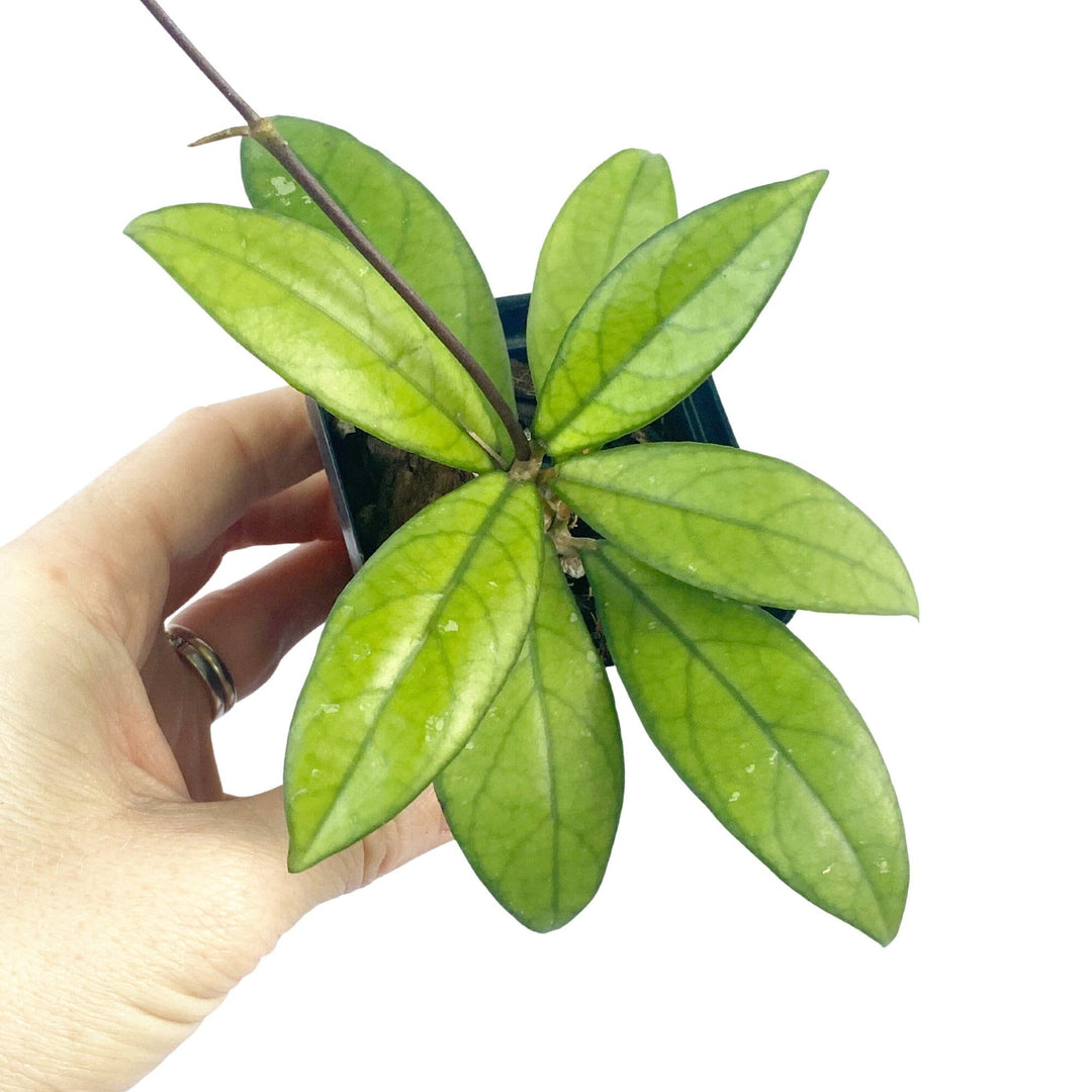 Hoya Crassipetiolata