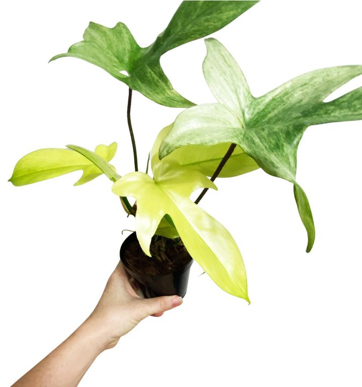 Philodendron Florida Ghost Mint