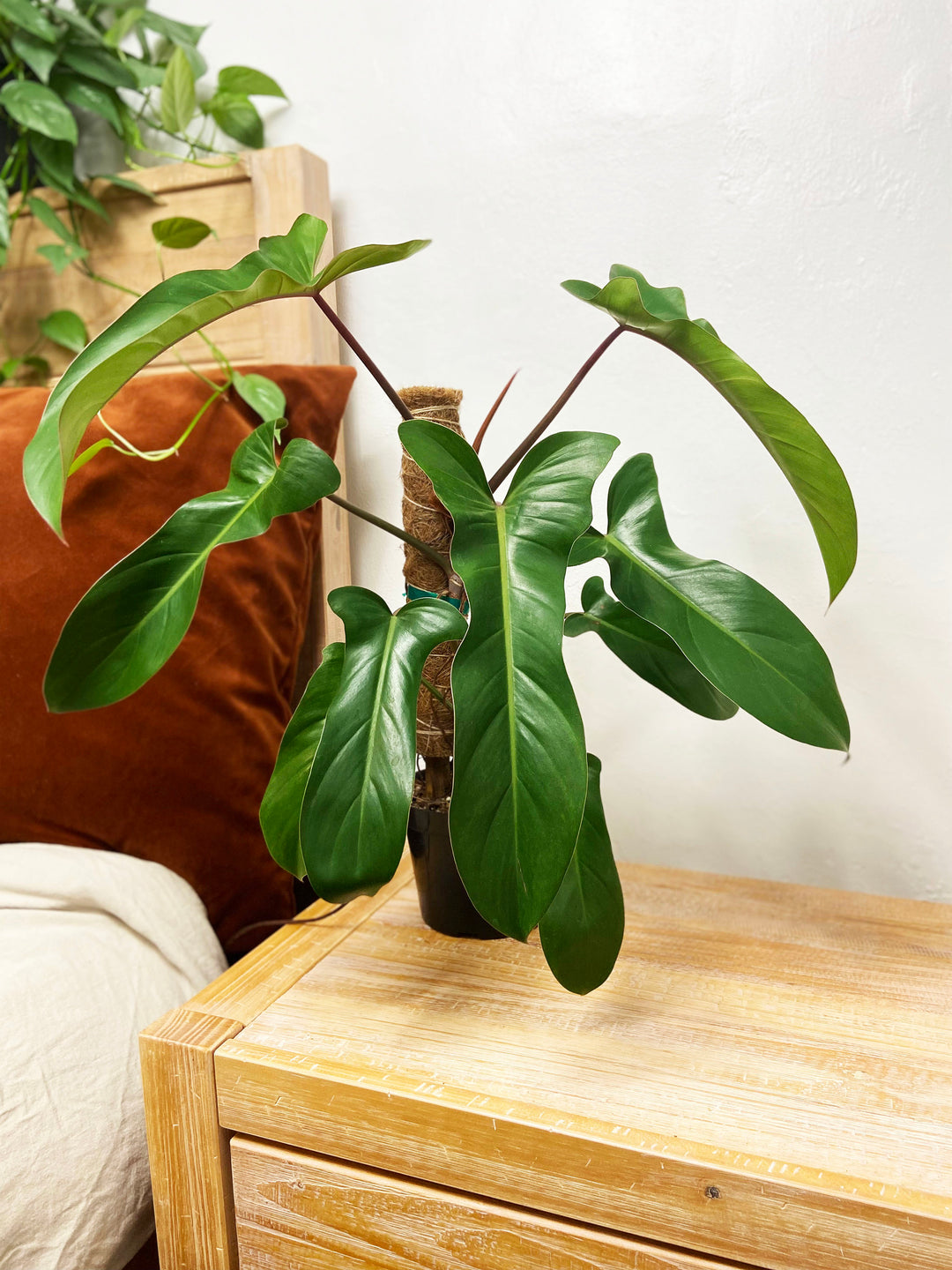 Philodendron Mexicanum