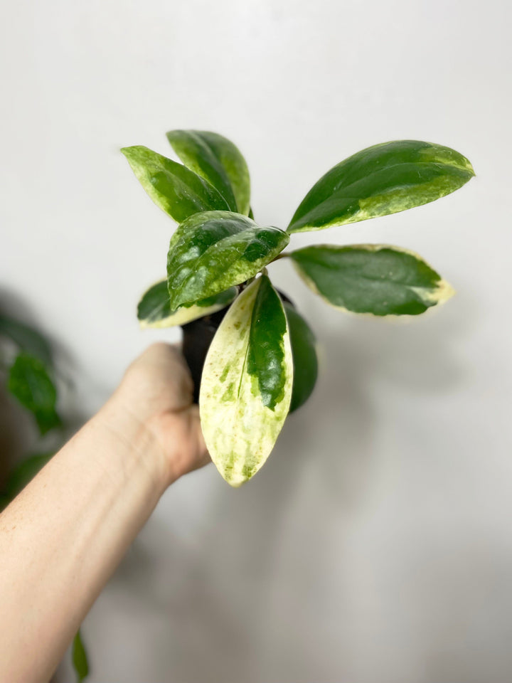 Hoya Incrassata Albomarginata