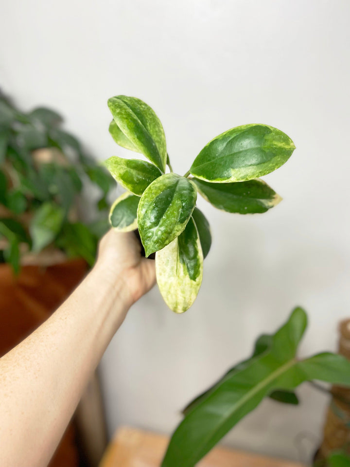 Hoya Incrassata Albomarginata