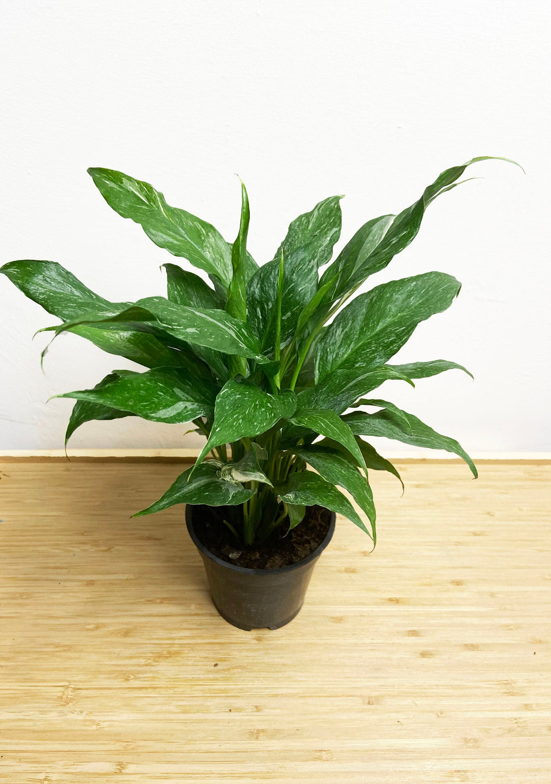 Variegated Peace Lily "Spathiphyllum Domino"