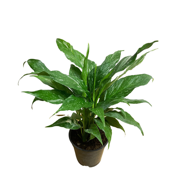 Variegated Peace Lily "Spathiphyllum Domino"