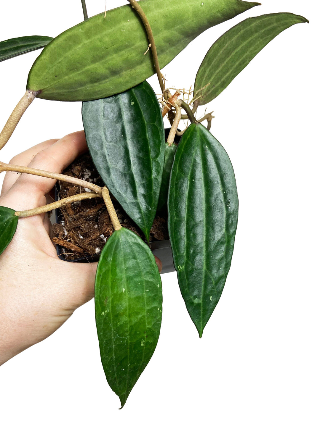 Hoya Macrophylla Green