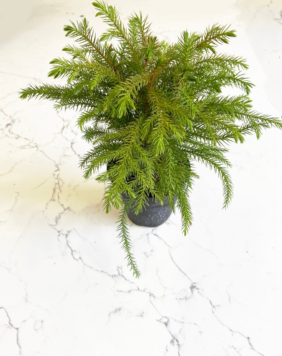 Norfolk Island Pine Tree - Mini Christmas Tree