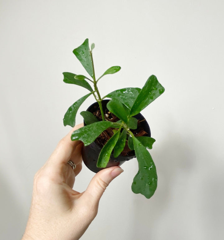 Hoya Manipurensis