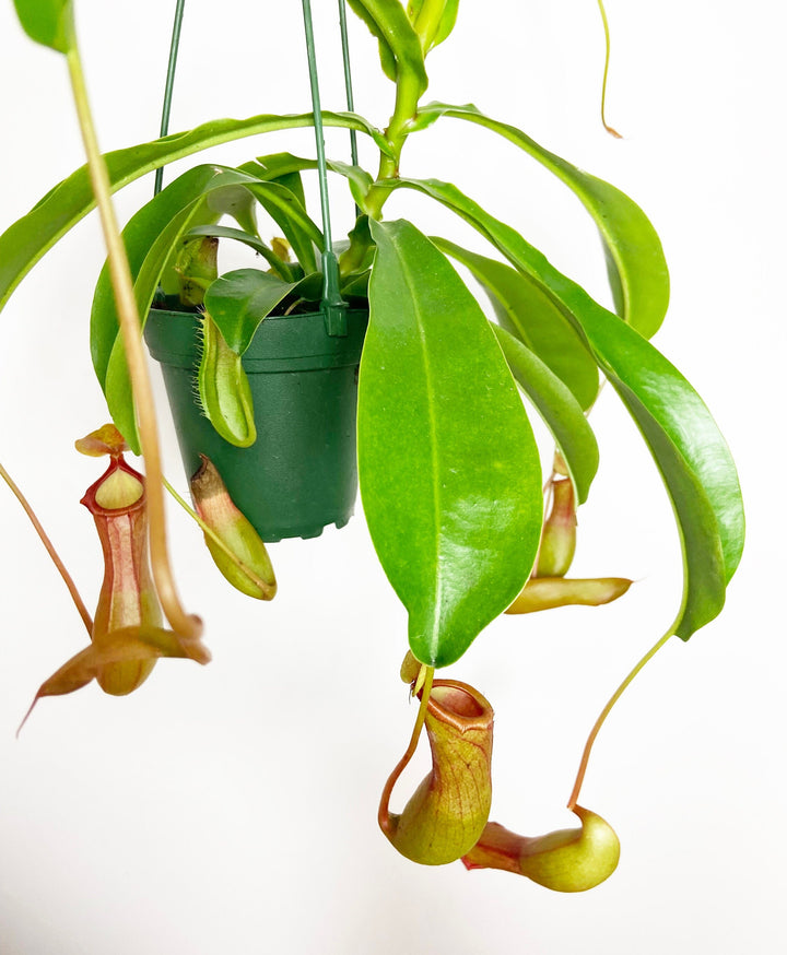 Pitcher Plant "Nepenthes Alata"